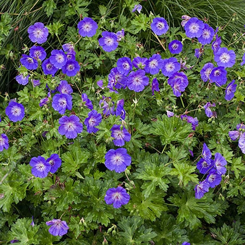 Geranium  'Sirak' (Gólyaorr)
