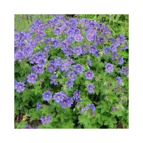 Geranium himalayense 'Baby Blue' (Himalájai gólyaorr)
