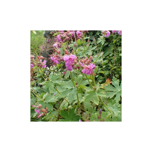 Geranium macorrrhizum 'Sandy's Smile' (Illatos gólyaorr)