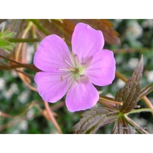 Geranium maculatum 'Elizabeth Ann' (Foltos gólyaorr)