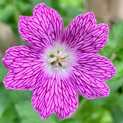 Geranium oxonianum 'Claridge Druce' (Oxfordi gólyaorr)