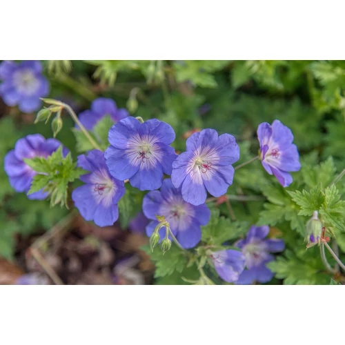 Geranium pratense 'Spinners' (Mezei gólyaorr)