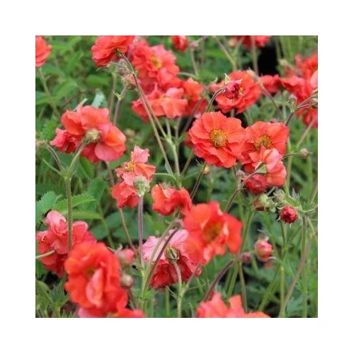 Geum  'Scarlet Tempest' (Gyömbérgyökér)