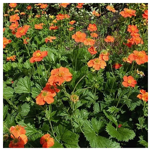 Geum  'Totally Tangerine' (Gyömbérgyökér)