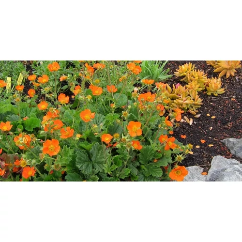Geum coccineum 'Koi' (Skarlátvörös gyömbérgyökér)