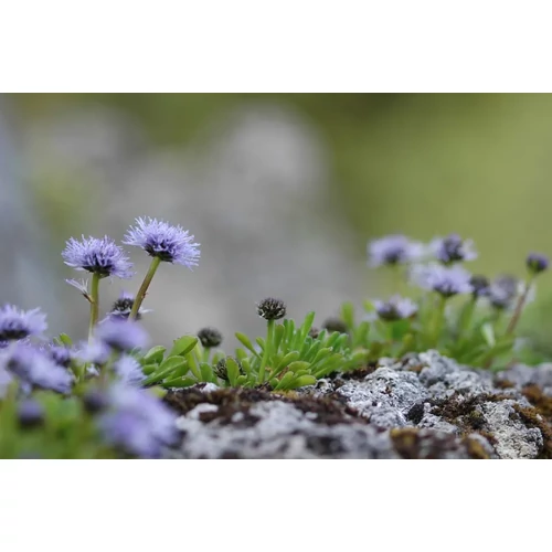 Globularia repens (Kúszó gubóvirág)