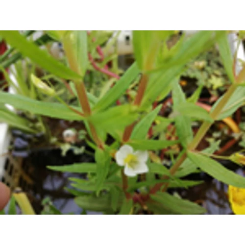 Gratiola officinalis Csikorgófű kerti tavi növény