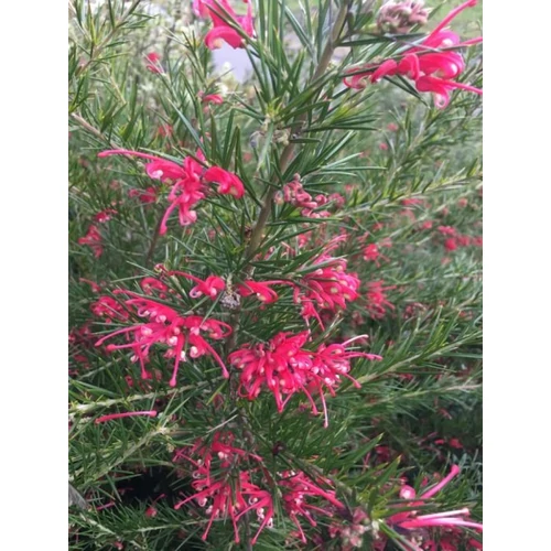 Grevillea 'Canberra Gem' - Aprólevelű selyemtölgy