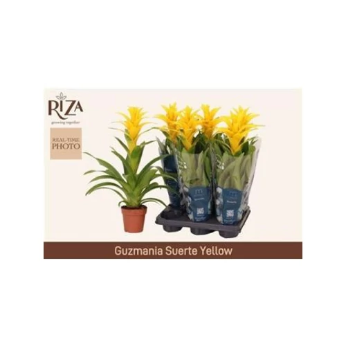 Guzmania DESEO YELLOW