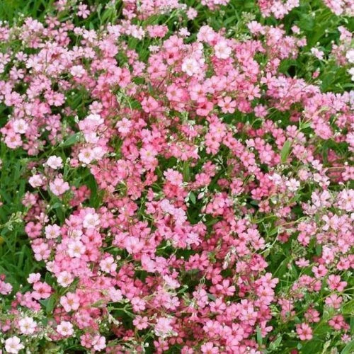 Gypsophila repens 'Filou Rose' (Havasi fátyolvárág)