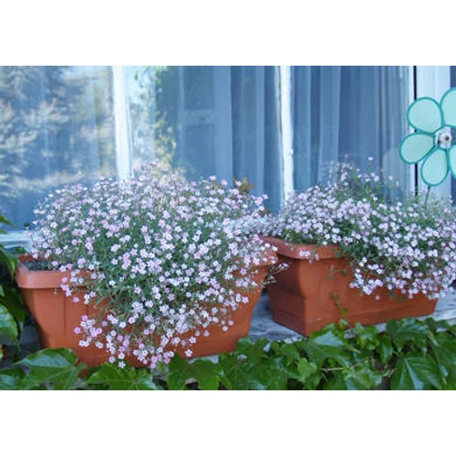 Gypsophila repens 'Filou White' (Havasi fátyolvárág)