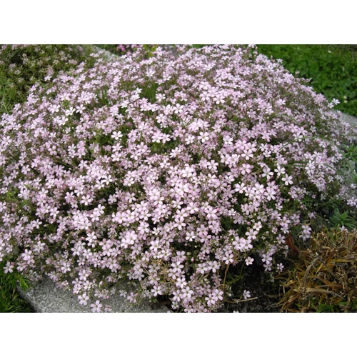 Gypsophila repens 'Rosea' (Havasi fátyolvárág)
