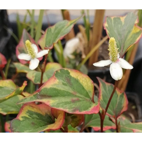 Houttuynia cordata Chamaeleon - kaméleon virág kerti tavi növény