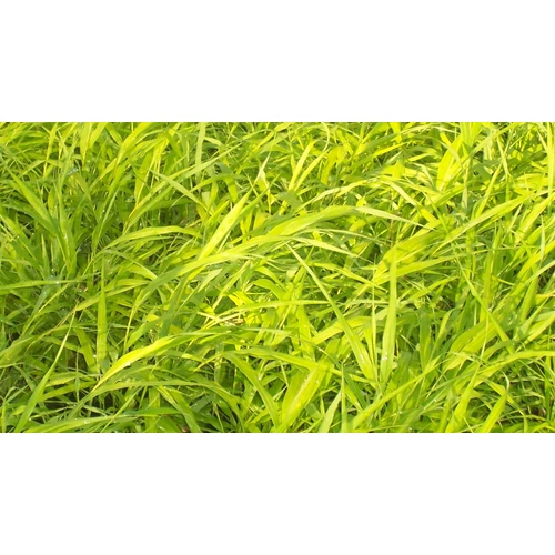 Hakonechloa macra 'All Gold' (Szálkafű) /aranysárga lomb/