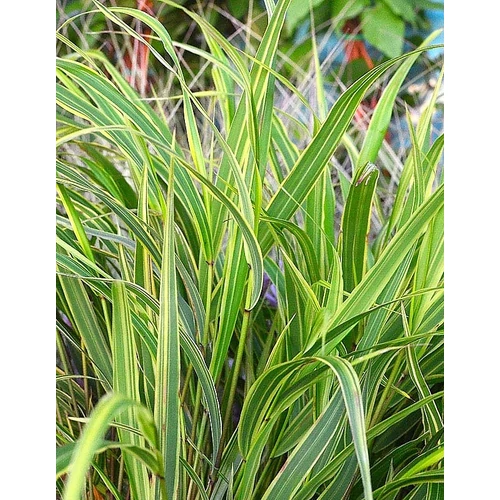 Hakonechloa macra 'Albostriata' (Szálkafű) / fehér-csíkos zöld lomb/