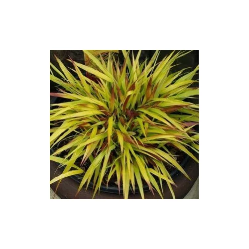 Hakonechloa macra 'Beni-Kaze' (Szálkafű) /zöld lomb, ősz: narancsvörös)