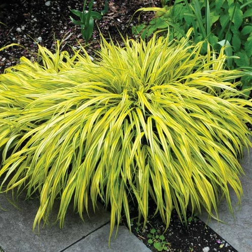 Hakonechloa macra 'Naomi' (Szálkafű) /sárga-zöld lomb, ősz: vörös/