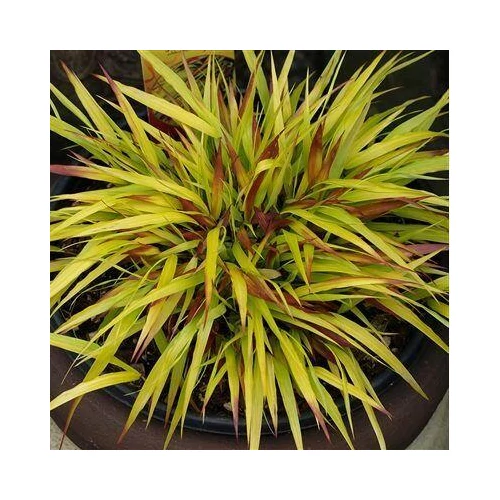 Hakonechloa macra 'Sunflare' (Szálkafű) /sárga lomb, vörös véggel/