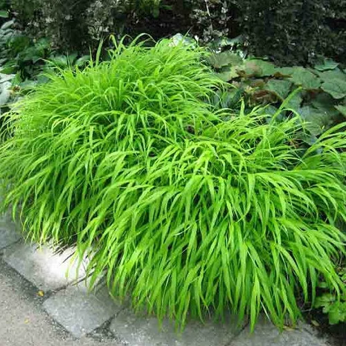 Hakonechloa macra (Szálkafű, levél: zöld)