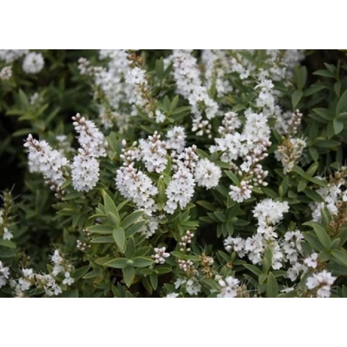 Hebe glaucophylla (Veronikacserje)