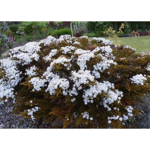 Hebe ochracea 'James Stirling' (Veronikacserje)