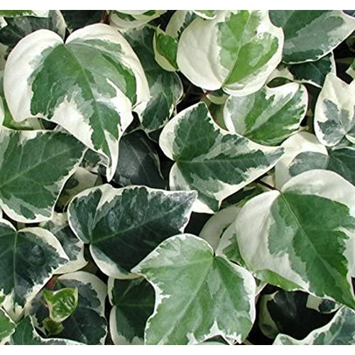 Hedera canariensis 'Glorie di Marengo' - Fehér-tarka levelű borostyán