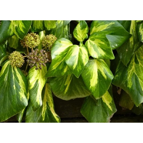 Hedera colchica (Kaukázusi borostyán)