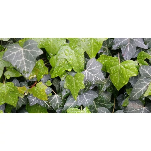 Hedera helix ’Hibernica’, Borostyan