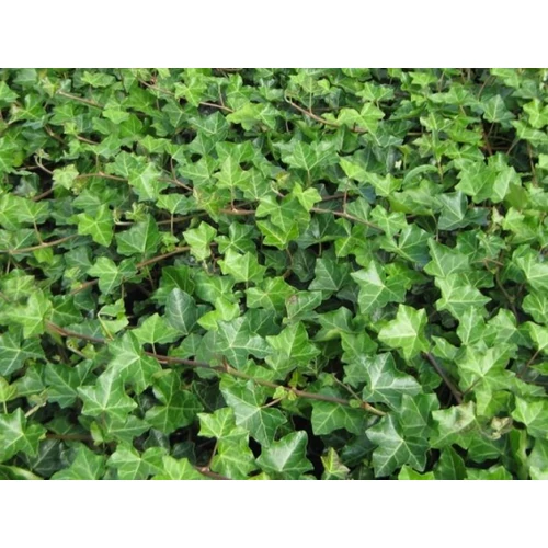 Hedera helix - Közönséges borostyán