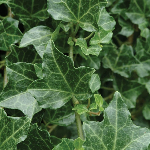 Hedera helix 'Chicago' (Közönséges borostyán)