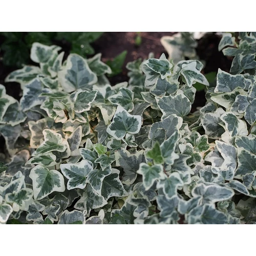 Hedera helix 'Glacier' (Közönséges borostyán) /fehér tarka lomb/