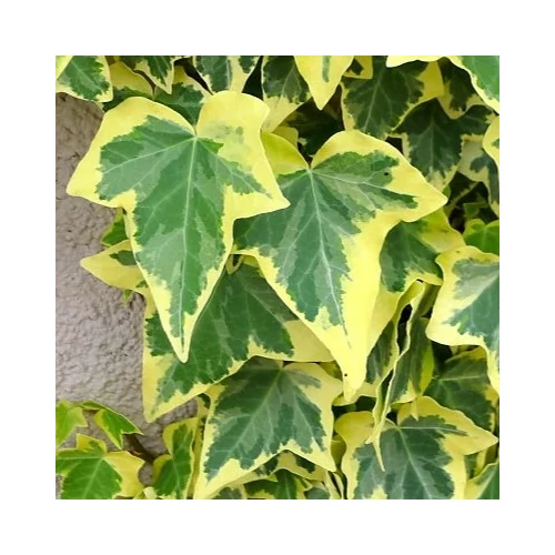 Hedera helix 'Goldchild' - 