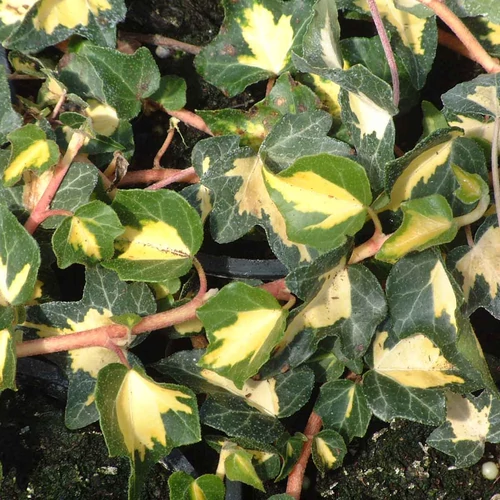 Hedera helix 'Goldheart' - 