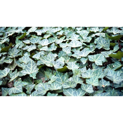 Hedera helix 'Woerner' (Közönséges borostyán) /fehér levélerek/