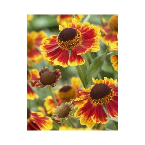 Helenium  'Biedermeier' (Napfényvirág)