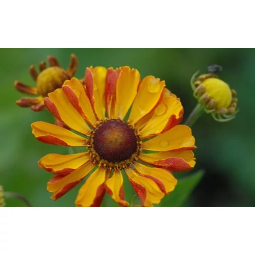 Helenium  'Rauchtopas'  (Napfényvirág)