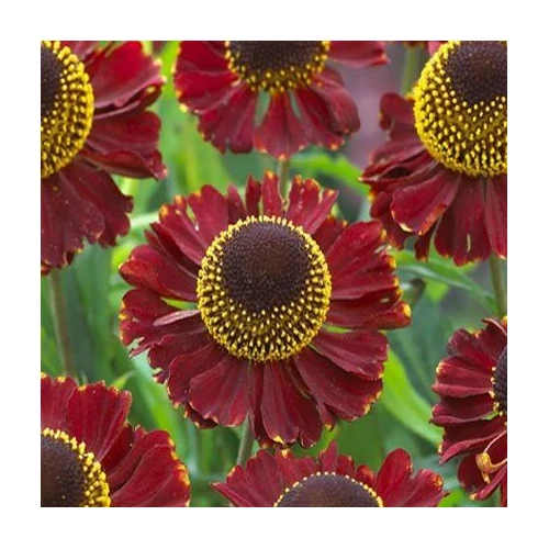 Helenium  'Red Jewel' (Napfényvirág)