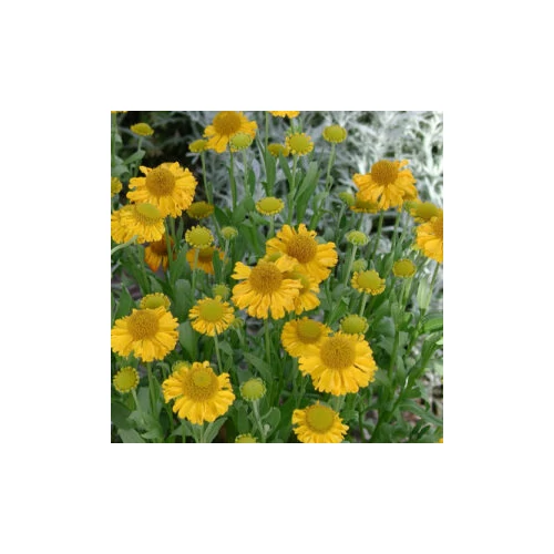 Helenium hybride 'Sunny Day's Yellow' (Napfényvirág)