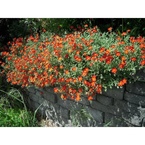Helianthemum  'Birc Double' (Napvirág)