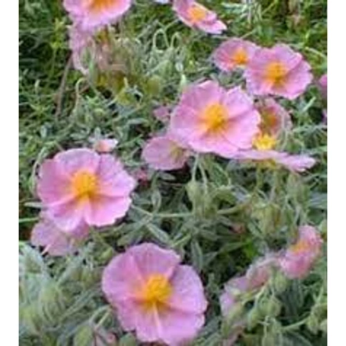 Helianthemum  'Lawrenson's Pink' (Napvirág)