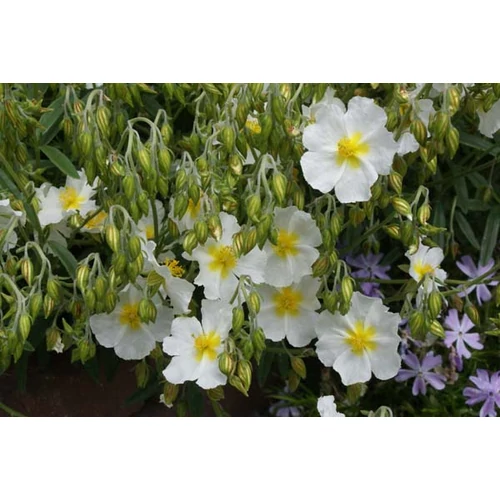Helianthemum  'Lucy Elisabeth' (Napvirág)