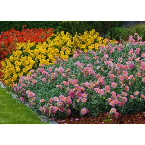Helianthemum  'Salmon Queen' (Napvirág)