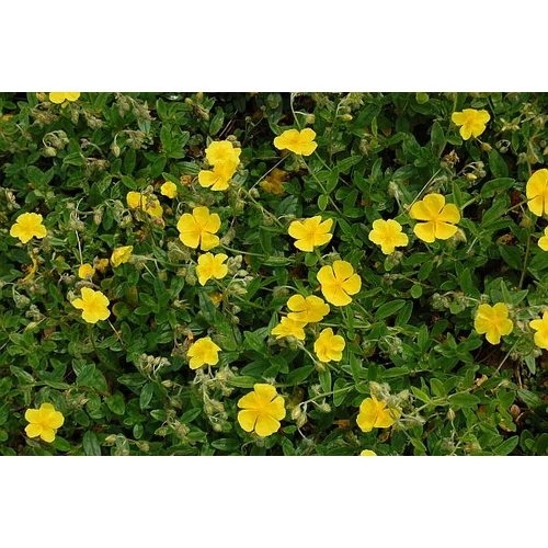 Helianthemum  'Sterntaler' (Napvirág)