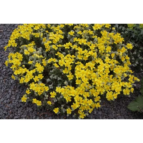 Helianthemum scardicum (Napvirág)