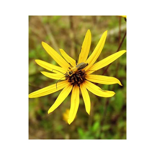 Helianthus atrorubens 'Giganteus' (Napraforgó)