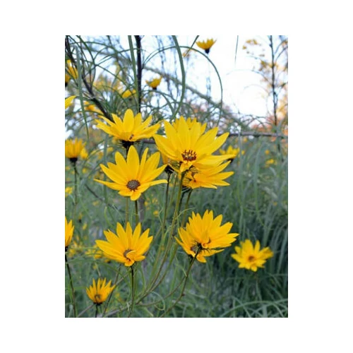 Helianthus salicifolius (Fűzlevelű dísznapraforgó)