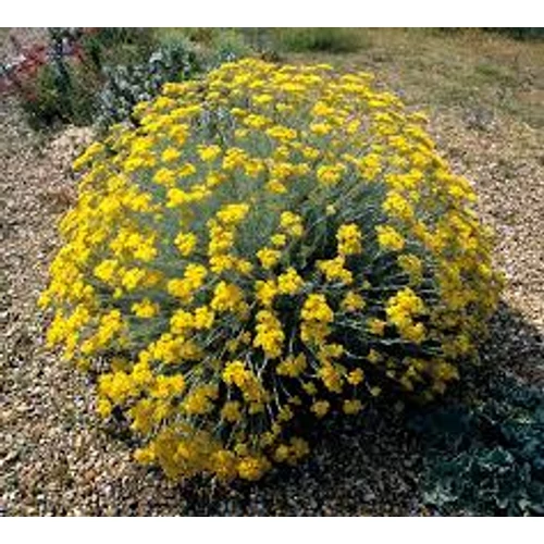 Helichrysum Italicum