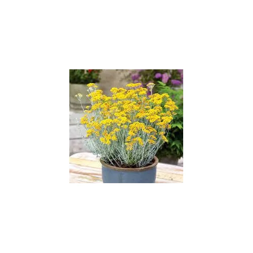 Helichrysum Italicum Dwarf curry