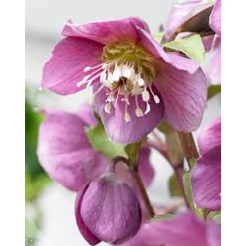 Helleborus Amor