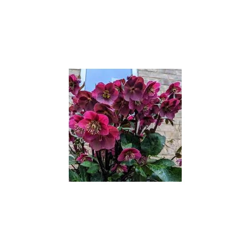 Helleborus Frost Kiss Anna's Red